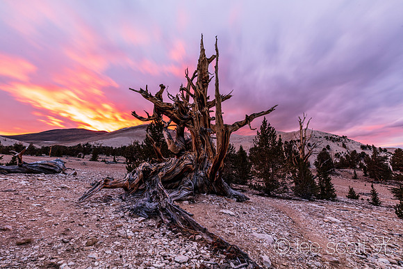The Power of an Old Tree (Take Me to Your Leader)