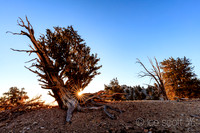 Sunrise in a Bristlecone Pine