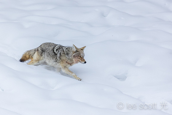 Through the Snow