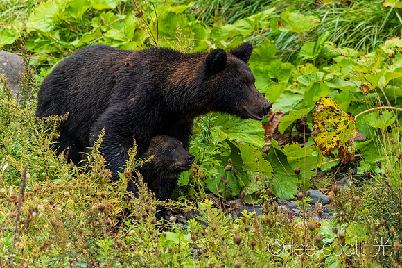 Higuma Mom with Cub