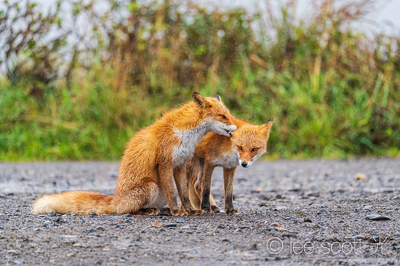 Kita Kitsune (Love Bite)