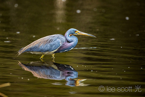 Tricolored Heron Hunt