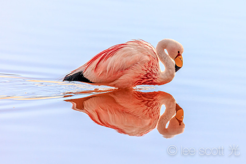 A James's Flamingo Glides By