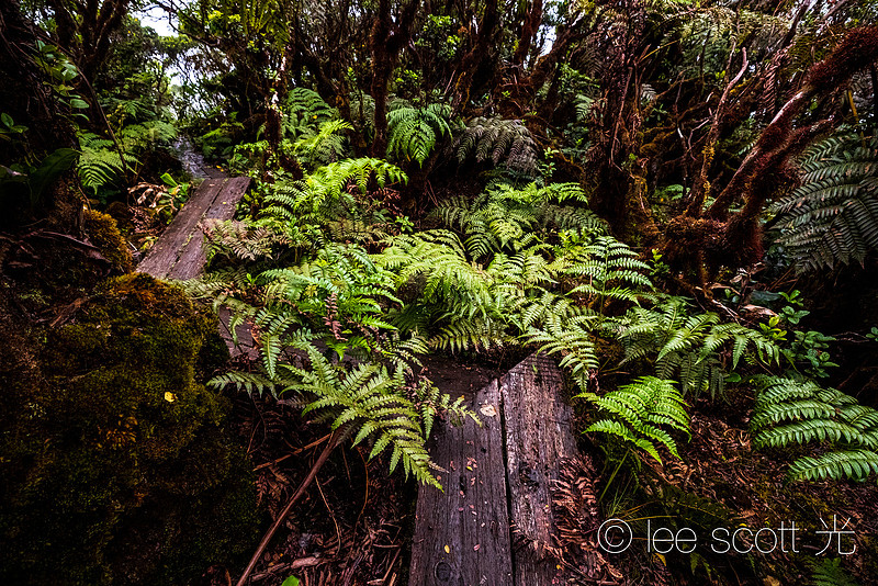 Fern Lined Planks