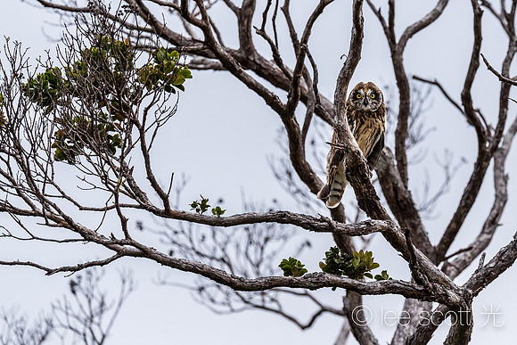 A Pueo in an Ohia