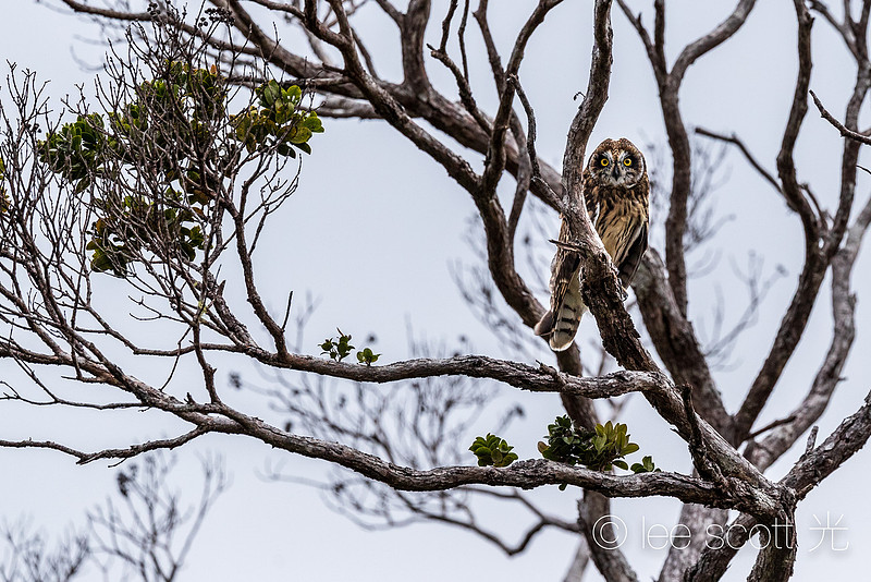 A Pueo in an Ohia
