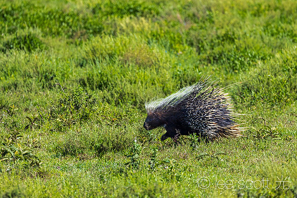 Porcupine!
