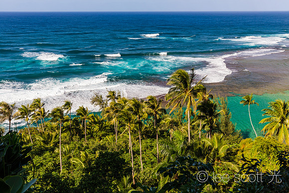 Palm Trees at Ke'e