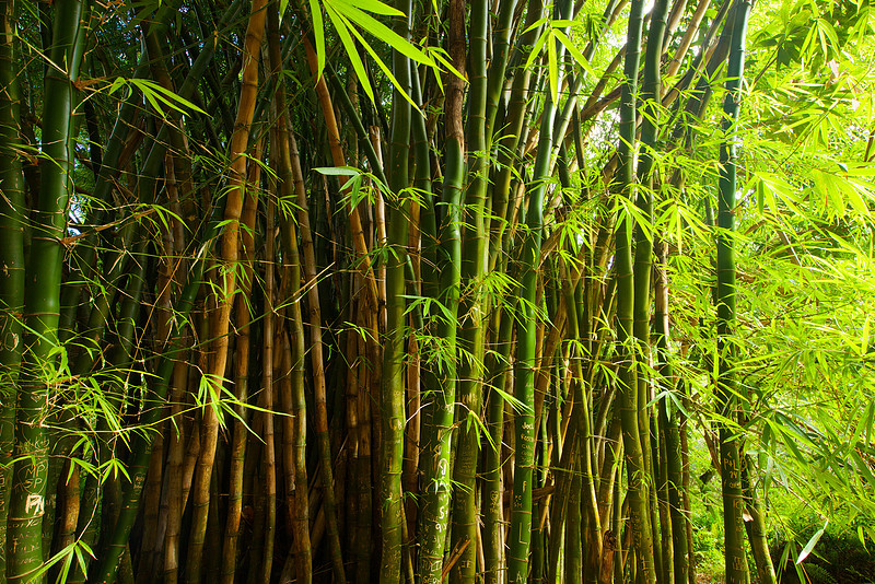 bamboo in hanakapi'ai valley