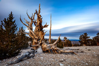 A Wind that Bends Bark and Chills Bone