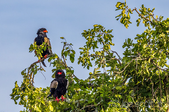 The Most Beautiful Eagle (Bateleur)