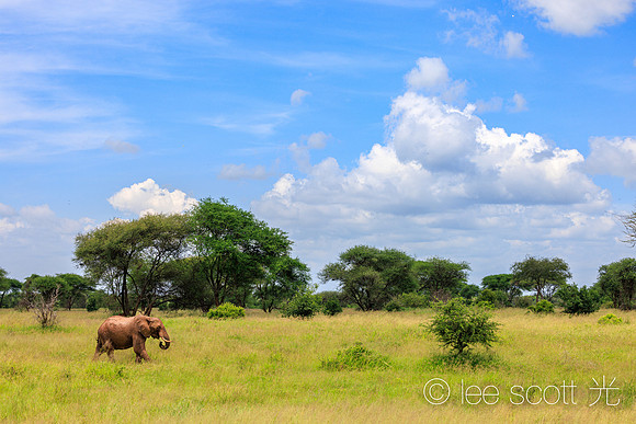 Home of the Ellies: Tarangire