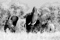 Dumbo