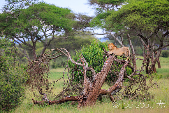 A Big Cat Just Like a Little Cat