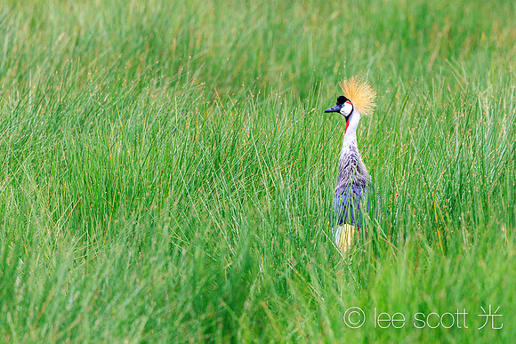 Crowned Crane