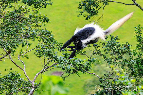 A Colobus Monkey Flies