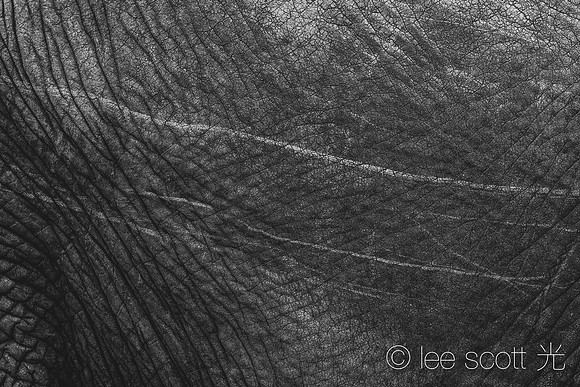 Lines on an Elephant's Skin