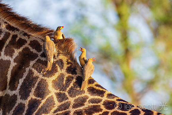 Oxpeckers