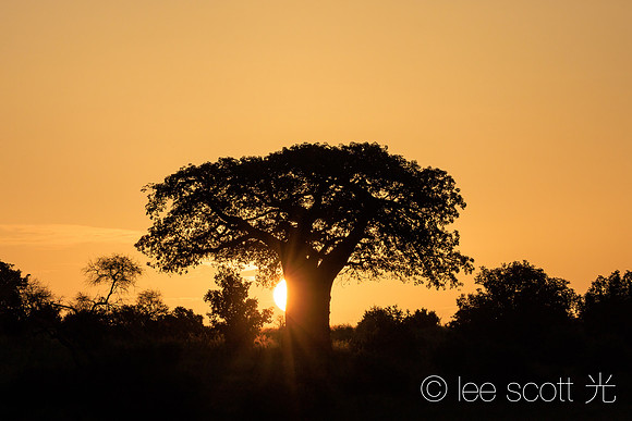 Sunrise, Tarangire