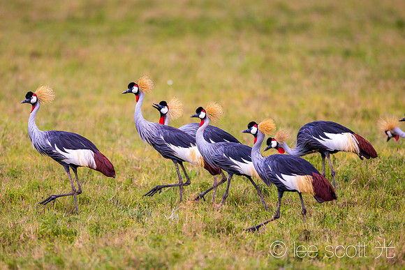Crowned Cranes Dance