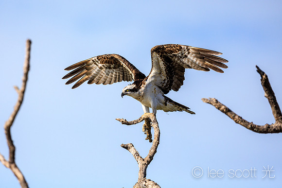 Show Off