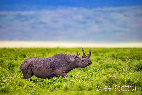 Black Rhino Special