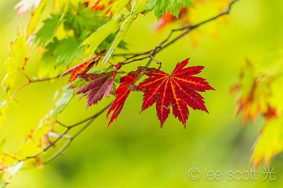 Koyo (Fall Colors)