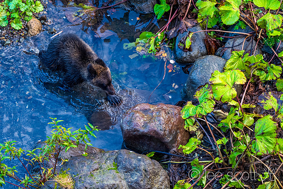 Little Beat with a Big Paw