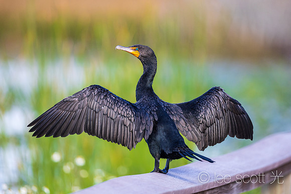 Double-crested Cormorant