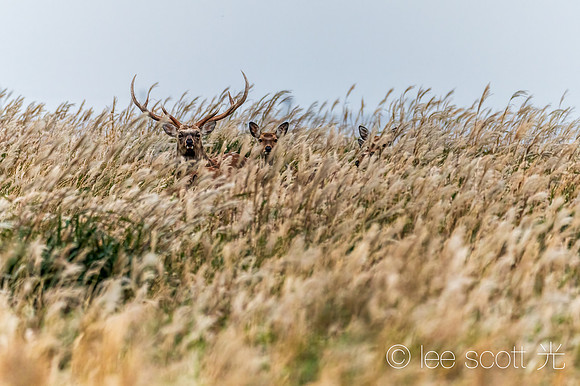 Sitka Deer in Notsuke