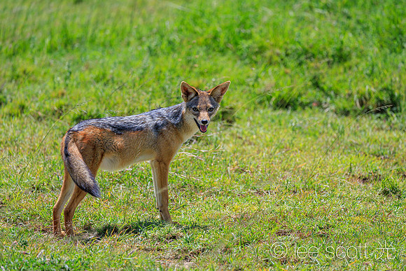 Happy Jackal