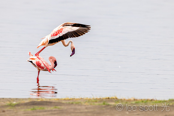 Flamingo Love