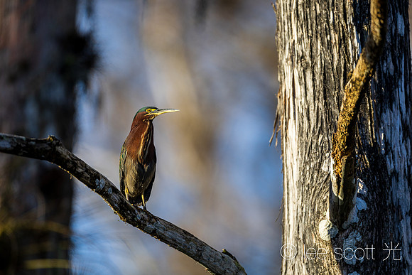 Green Heron
