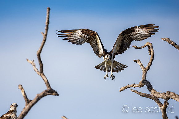 Soft Landing