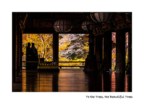 To the Trees, the Beautiful Trees