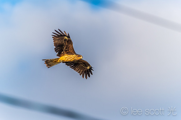 Kite in Flight