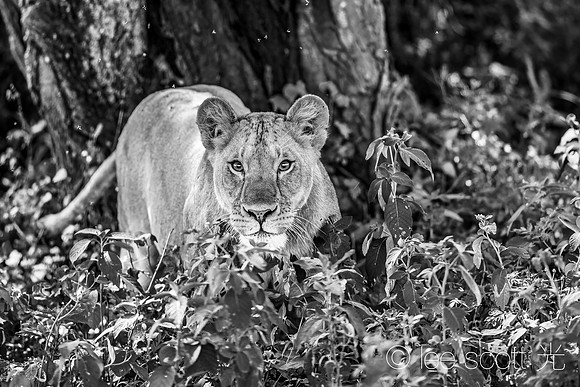 Lion Eyes