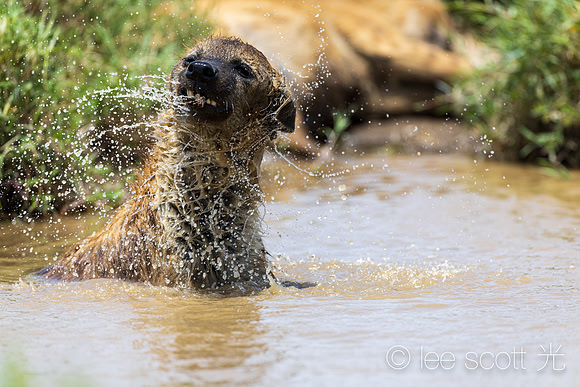 Silly Hyena 1