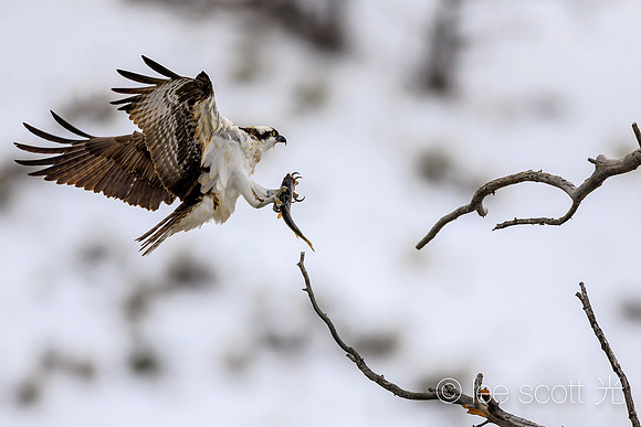 Osprey and Catch