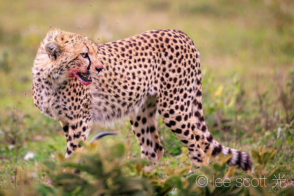 Red-Faced Cheetah