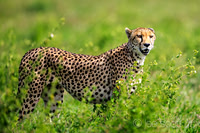The Cat with Honey Eyes