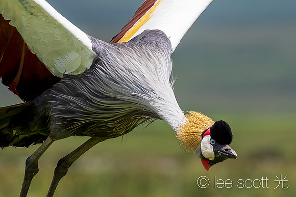 Crowned Crane in Flight