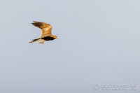 Greater Kestrel