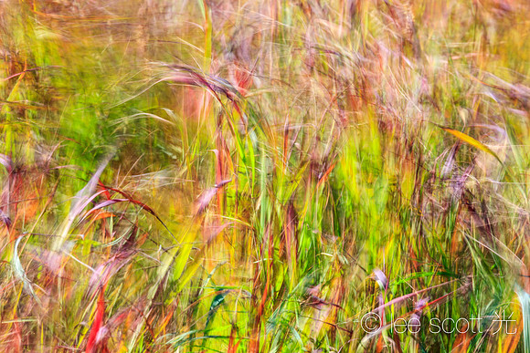 A Gentle Wind Blows through the Late Alaskan Summer