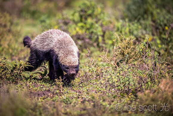 Honey Badger Don't Care (about Eating Dung Beatles)