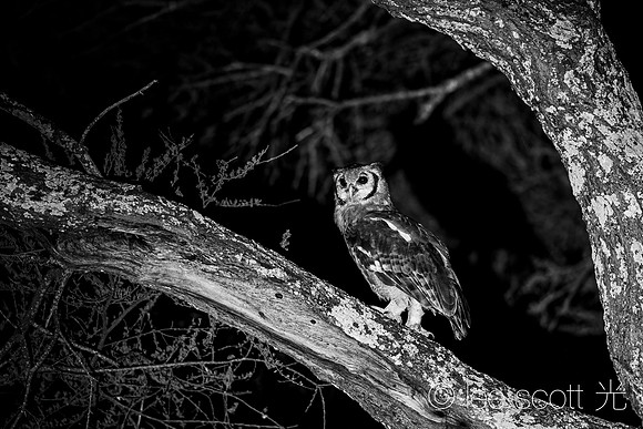 Ventoux Eagle Owl on a Night Game Drive
