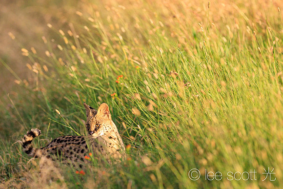Beautiful Serengeti