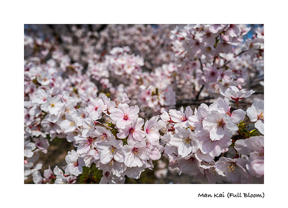 Man Kai (Full Bloom)