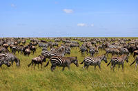 The Endless Plains of the Incomparable Serengeti