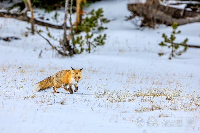 Red Fox Hunt